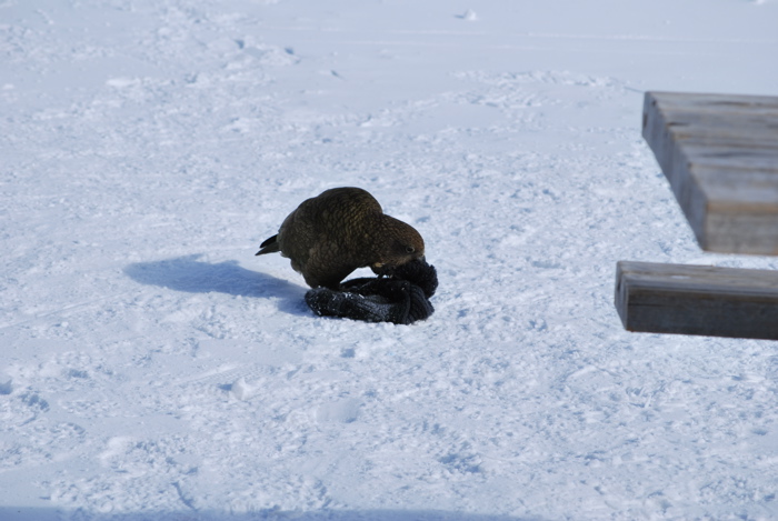 DSC_0242.JPG