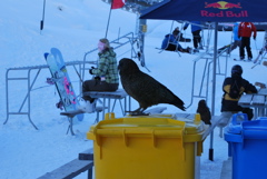 DSC_0280.JPG