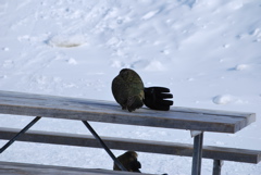 DSC_0239.JPG