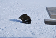 DSC_0242.JPG